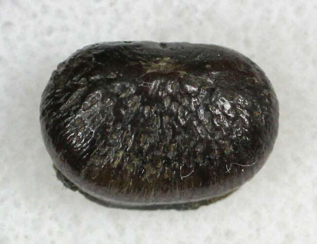Cretaceous Alligatoroid (Brachychampsa) Tooth - Montana #28056
